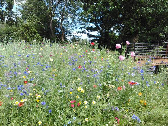 Batterstown Bush Lane